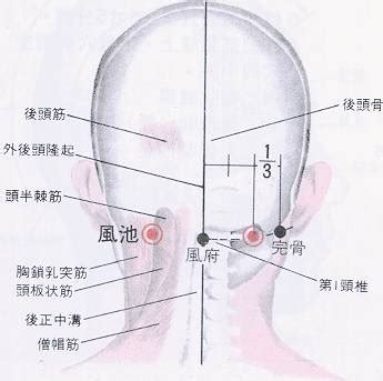 梅花穴|医砭 » 经穴库 » 梅花